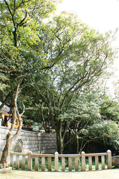 ���������x���x�����o(h��)�Ř�(sh��)��ľ